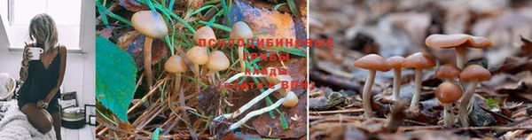 ПСИЛОЦИБИНОВЫЕ ГРИБЫ Алзамай